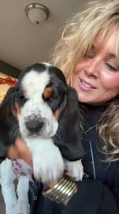 Meet Humphrey: Seymour's New Basset Hound Brother