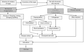 Commercial scale stem and cancer cells antibody production: Introduction To Animal Tissue Culture Science Book Chapter Iopscience
