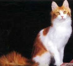 Orange Fest Angora Cats Turkish Angora Cat Turkish Van Cats
