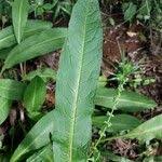 Image result for Rumex nepalensis