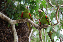 It is native to the tropical lowlands, savannah, and swamplands of venezuela, the guian. Red Shouldered Macaw Wikipedia