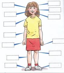 For instance, el hocico and el. Spanish Parts Of The Body Part 2 Diagram Quizlet