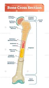 Would it be a good thing to show the epiphyseal plate? Bone Cross Section Vector Illustration Diagram Human Anatomy And Physiology Easy Science Experiments Medical Knowledge