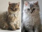 Curly Haired Cat Breeds | Breeds Center | PetPremium