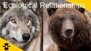 Ecological Relationships Ecology Relationship Symbiosis