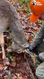 Dad Rushes To Save This Tangled Deer's Life | Dad finds a deer with his  antlers all tangled up in fence and rushes to cut him free 🙏 | By The Dodo  | Facebook