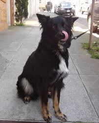 Image result for flat coated retrívr