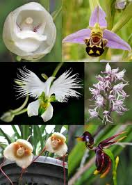 Even if your reason is no reason at all! There Are Many Species Of Flowers In The World And Some Of Them Happen To Look Like Animals Here Are Some More Information Available In The Comments Interestingasfuck
