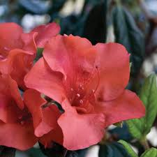 Check spelling or type a new query. Encore Azalea 2 Gal Autumn Embers Shrub With Red Orange Reblooming Semi Double Flowers 80512 The Home Depot
