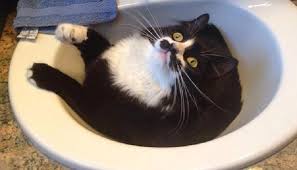 why do cats like to sleep in sinks?