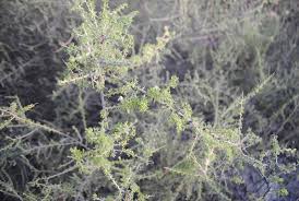 Image result for Lycium