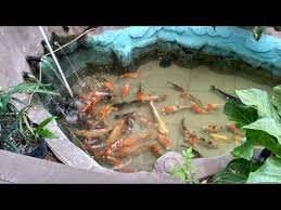 56 likes · 2 talking about this. Macam Macam Ikan Hiasan Di Kolam Kecil Kaskus
