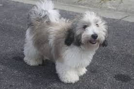We did not find results for: Coton De Tulear Images Google Search Coton De Tulear Havanese Dogs Havanese Puppies