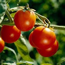 So when growing them indoors, place them by your brightest window. Tips For Growing Healthy Tomatoes Growing Tomatoes Tips For Growing Tomatoes Tomato Garden