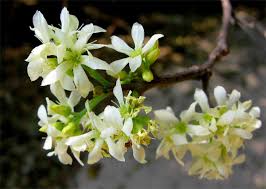 Image result for Rourea orientalis