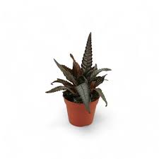 Image result for Pilea johnstonii