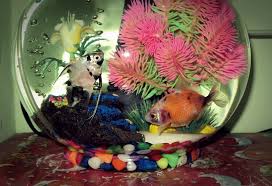 Bl komplit filter aquarium bulat toples 1 mini filter 1 q3 1m selang. Aquarium Toples Jepret Ceritakan Bagikan