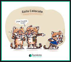 This is a japanese diy candy kit. Gato Colocolo Leopardus Colocolo Faunanimo