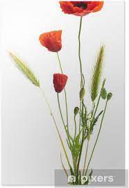 En 2000, la maison kenzo utilise l'image du coquelicot pour la promotion de son nouveau parfum, flower by kezo poppy bouquet. Image D Un Coquelicot Sur Un Fond Blanc Bouquet Champetre Poster Pixers We Live To Change