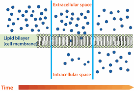 Cell Transport And Homeostasis Ck 12 Foundation