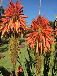Image result for Aloe arborescens × inyangensis