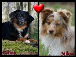 Australian shepherd black tri hündin 23 wochen alt gechipt und geimpft. Miniature Australian Shepherd Welpen Miniature Australian Shepherd Miniature American Shepherd