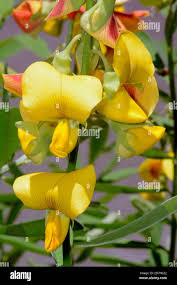 Image result for Crotalaria retusa