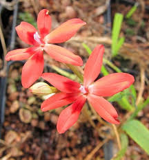 Image result for Freesia laxa