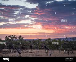 Image result for Acanthopale confertiflora