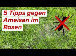 Werden die ameisen in deinem garten langsam lästig, dann kannst du die tiere einfach umsiedeln, ohne sie gleich zutöten. 5 Tipps Gegen Ameisen Im Rasen Diese Hausmittel Helfen Schnell Gegen Ameisen Youtube