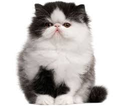 Black And White Persian Cat Black And White Persian Kitten Persian Kittens Persian Cat White Persian Cat