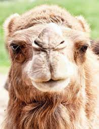 I've always wanted to create characters with a bit more to them than that. The Next Trendy Health Drink Camel Milk Consumerist