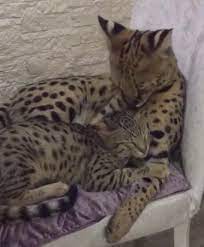 Serval Vs Savannah Cat Difference Video Cute Animals Kittens Cutest Kittens