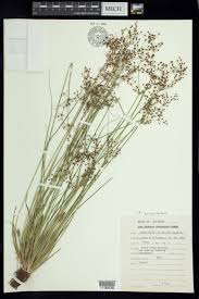 Image result for Fimbristylis quinquangularis