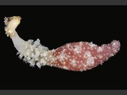 Image result for Equilabium candelabriforme