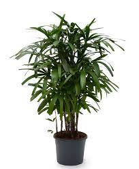 Broadleaf Lady Palm Rhapis Excelsa Growing Tips And Care Palm Plant Care Plants Palm Tree Inside