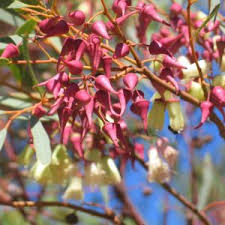 Image result for Tephrosia meisneri