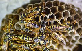 You will need to mix equal parts of water and white vinegar thoroughly and store it in a spray bottle. How To Get Rid Of Wasps How To Guide