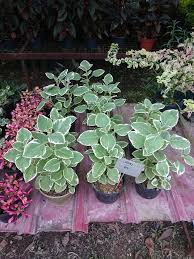 Cara tanam pokok bangunbangun baja milagro. Melegakan Sakit Tekak Dan Batuk Dengan An Floral Nursery Facebook