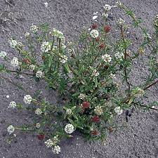 Image result for Spermacoce natalensis