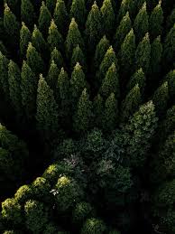 Check spelling or type a new query. Forest Nature Aerial View Scenery 4k Wallpaper 106