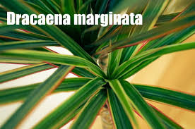 They function as an infinite supply of wood. Madagascar Dragon Tree Care Grow Dracaena Marginata Indoors