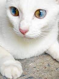 15 Stunning Photos Of Animals With Heterochromia Cute Cats Cute Animals Pretty Cats