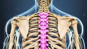 Back to the top of the page ↑. Thoracic Spine Anatomy And Upper Back Pain