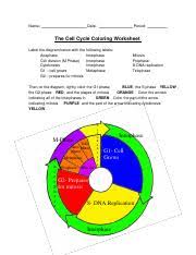 Adenine thymine dna polymerase original dna template strand. Cell Cycle Coloring 1 Pdf Pdf Name Date Period The Cell Cycle Coloring Worksheet Label The Diagram Below With The Following Labels Anaphase Interphase Course Hero