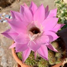 Selenicereus grandiflorus rooted cutting of branches for sale $4.00 out of stock. Who Is The Queen Of The Night Succulent Succulent City