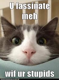 U Fassinate Meh Lolcats Lol Cat Memes Funny Cats Funny Cat Pictures With Words On Them Funny Pictures Lol Cat Memes Lol Cats