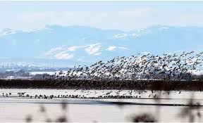 Kizilirmak Delta Bird Sanctuary Kizilirmak Deltasi Kus Cenneti Samsun Turkiye Unesco World Heritage Tentative List 2016 Cennet Dunya Hayvan
