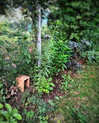 Kleiner Weg In Die Wilde Gartenecke In Der Hecke Wohnt Boss Mein Garten Sein Revier Dass Er Mit Viel Engagement Gegen Di Garten Gartenecke Gartenhecke
