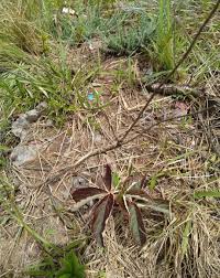 Image result for Cyphostemma paucidentatum